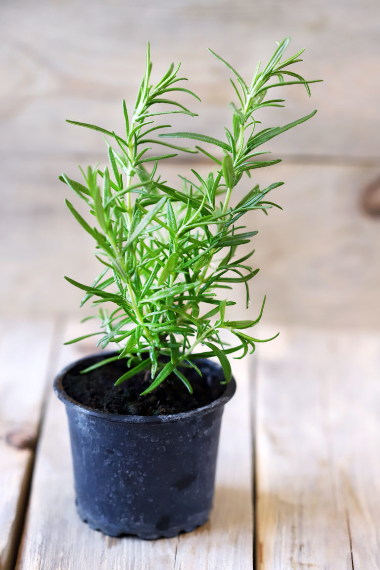 Rosemary herb pot
