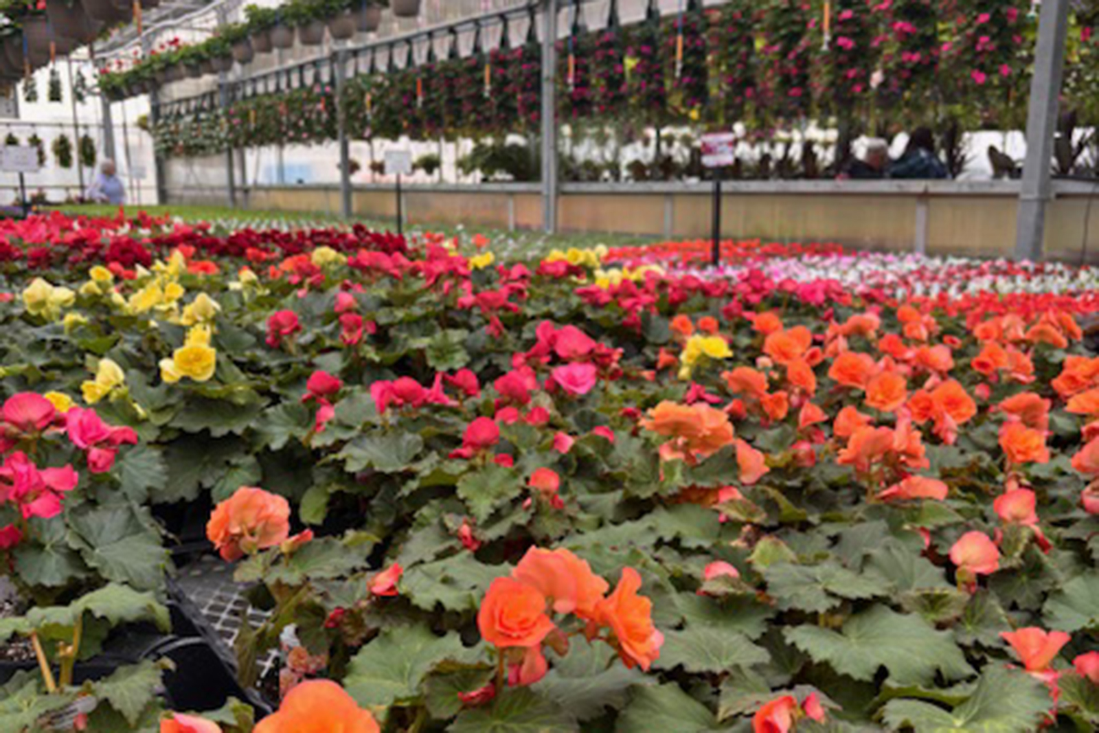 Begonias