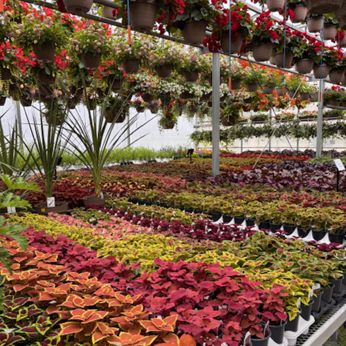 otter greenhouses coleus
