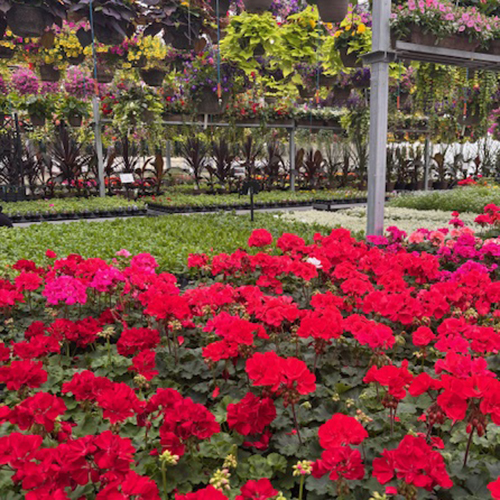 otter greenhouses geraniums