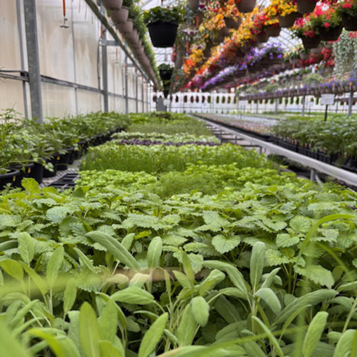 otter greenhouses herbs